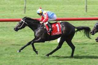 Contessa Vanessa took out the $70,000 Group 3 McKee Family Sunline Vase (2100m) at Ellerslie on Saturday. Photo: Trish Dunell. 